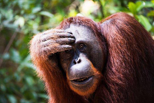 Populasi orangutan kini hanya mencapai beberapa ribu ekor. (unsplash.com/Dimitry B)