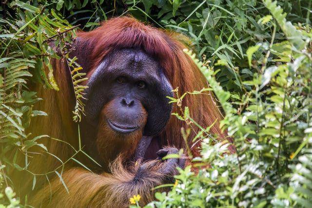 Orangutan jantan dewasa bisa tumbuh setinggi 1,5 meter dengan berat 136 kilogram. (unsplash.com/Simone Millward)