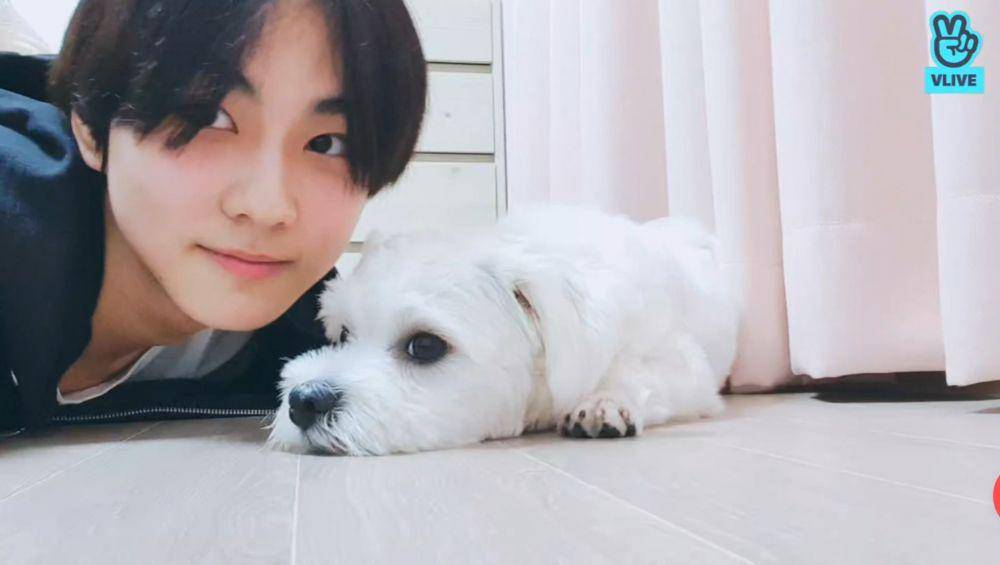 Jungwon ENHYPEN bersama Maeumi (m.vlive.tv/channels/9A0CA5/ENHYPEN)