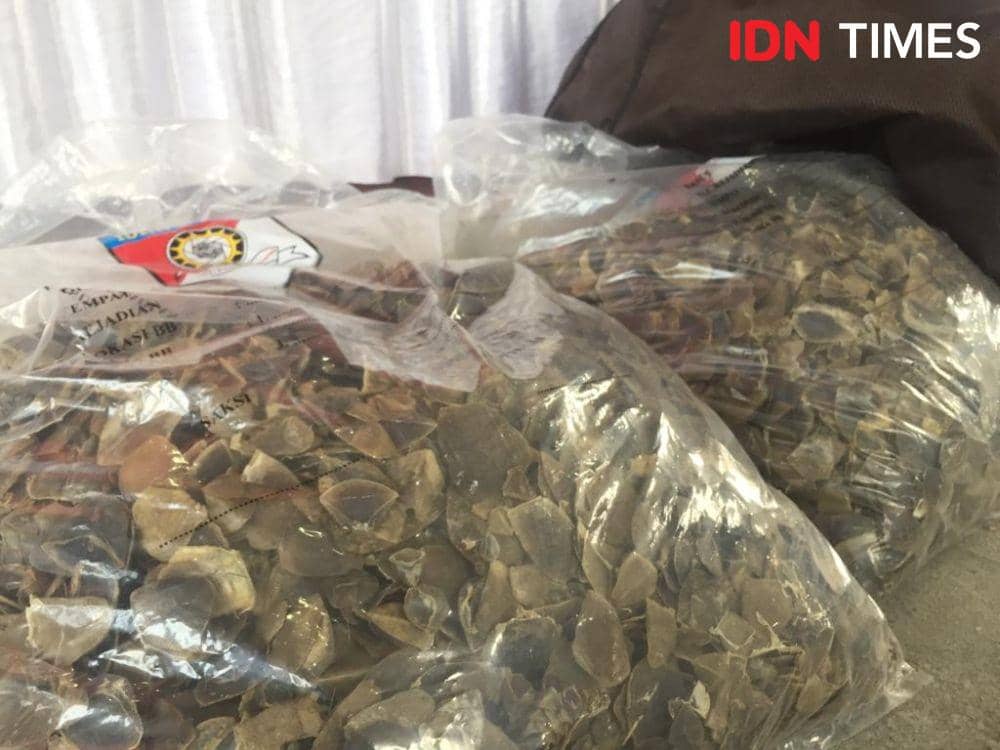 Personel Subdit 4 Tipiter Ditreskrimsus Polda Lampung pelaku kasus tindak pidana bidang konservasi sumber daya alam (KSDA). (IDN Times/Tama Yudha Wiguna)