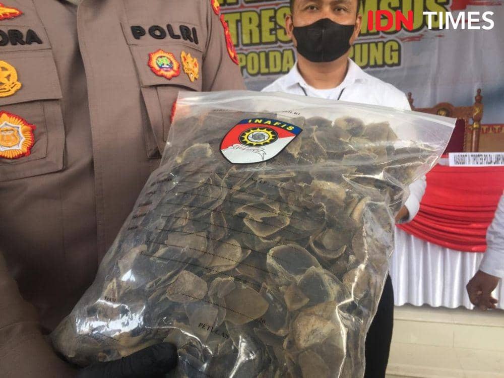 Personel Subdit 4 Tipiter Ditreskrimsus Polda Lampung pelaku kasus tindak pidana bidang konservasi sumber daya alam (KSDA). (IDN Times/Tama Yudha Wiguna)