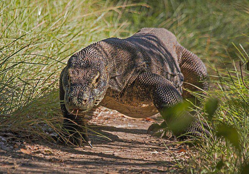 Komodo (Varanus komodoensis), Rinca, Taman Nasional Komodo, Indonesia (commons.m.wikimedia.org/Charles J. Sharp/Sharp Photography)