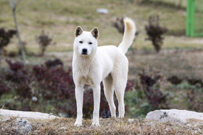 Korean jindo (petkeen.com)