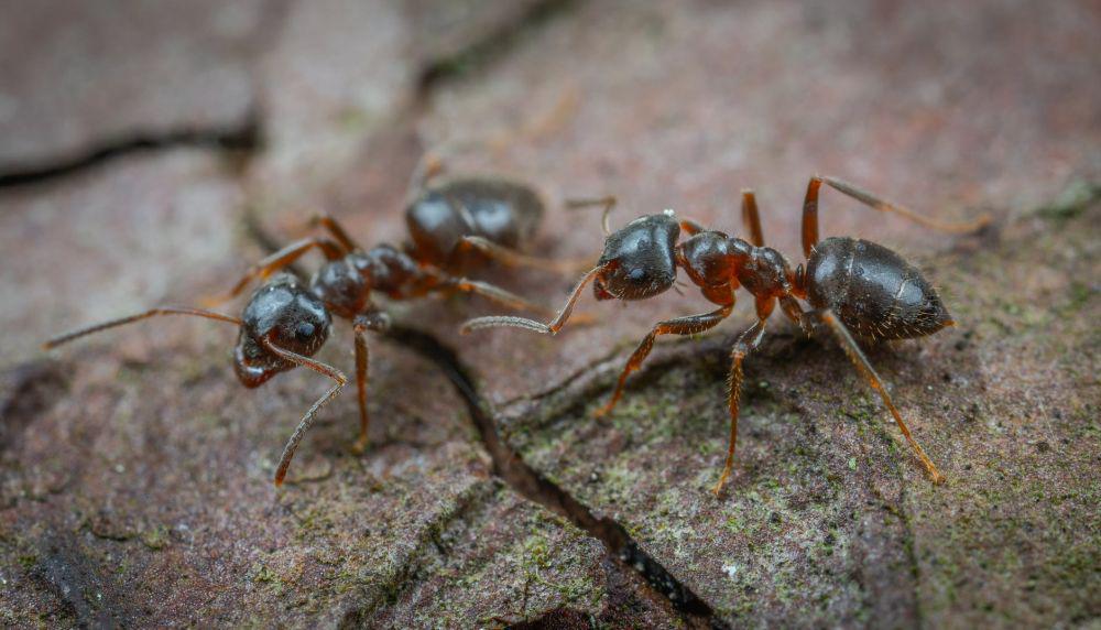 10 Cara Alami Mengusir Semut di Rumah, Dijamin Ampuh!
