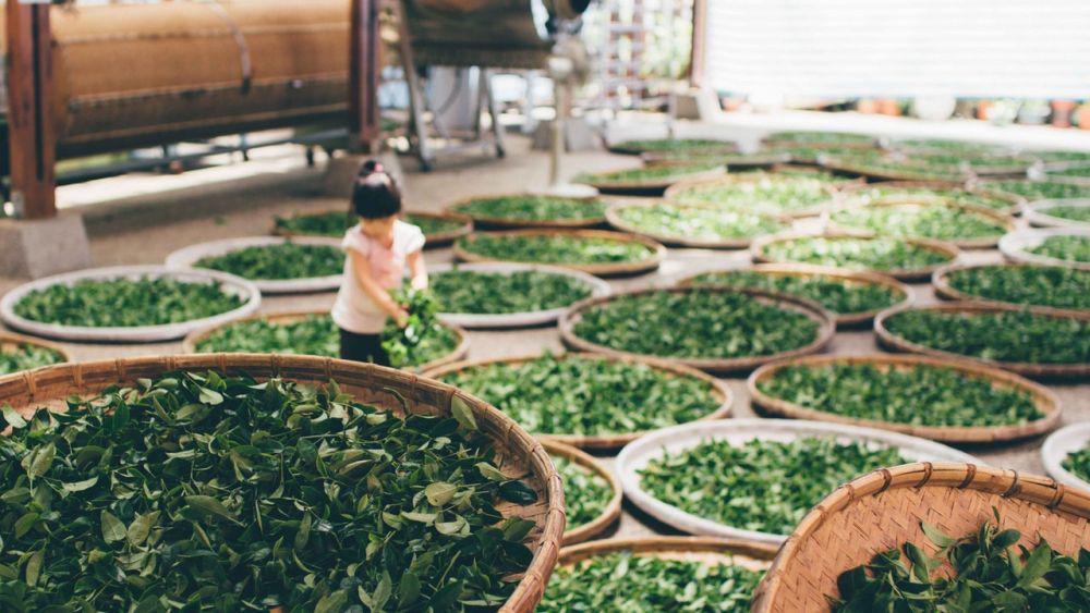 Berbeda-Beda! 5 Jenis Teh Hijau dari Jepang Selain Matcha