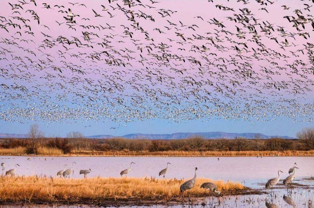 Bosque del Apache National Wildlife Refuge (instagram.com/smartipix)