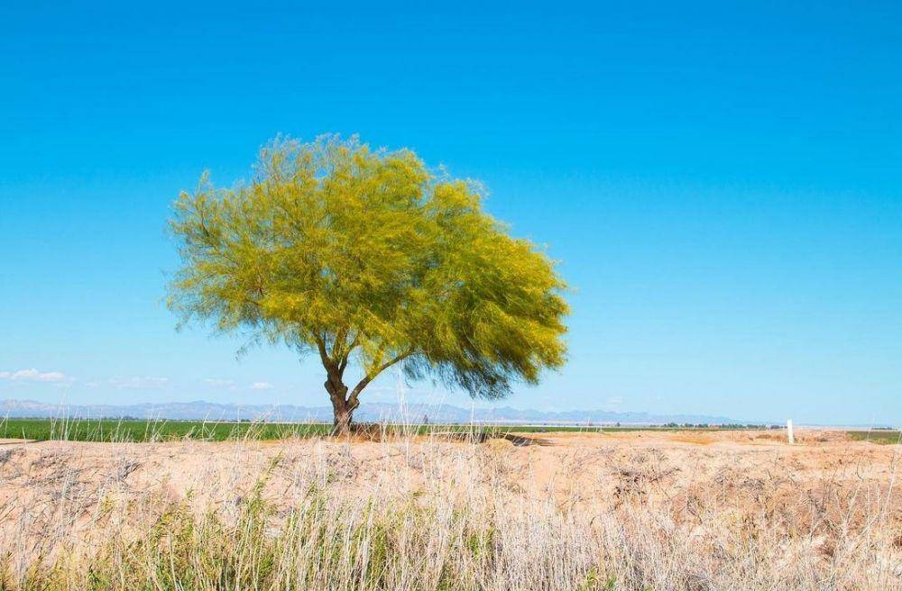 Salton Sea (instagram.com/ryanjosephslater)