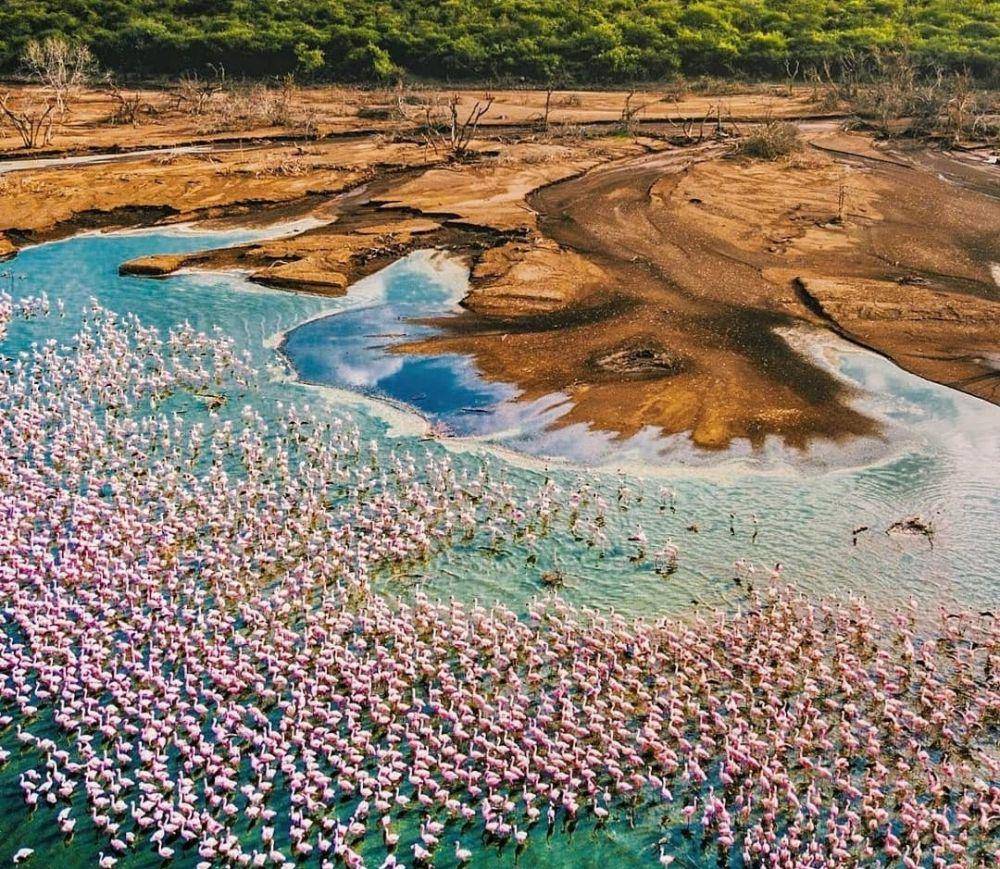 Lake Bogoria (instagram.com/tropicalkenya)
