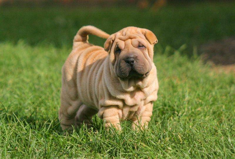 Sher pei (edogs.de)