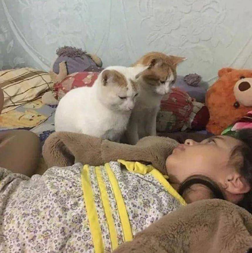 potret apes pemilik kucing (instagram.com/kucinggua)