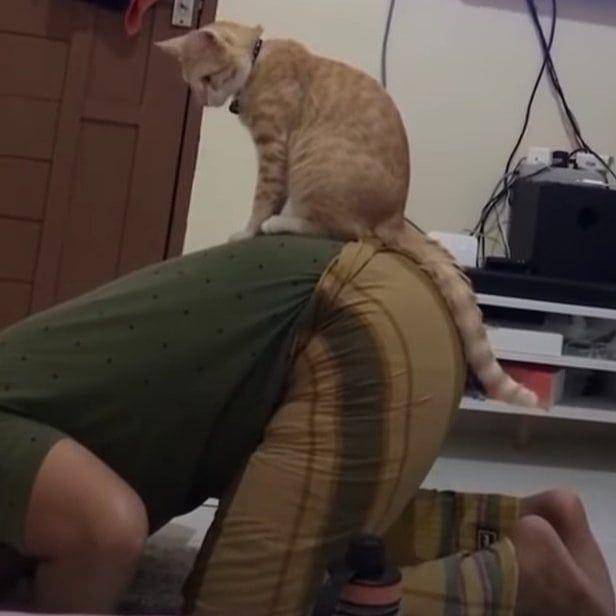 potret apes pemilik kucing (instagram.com/kucinggua)