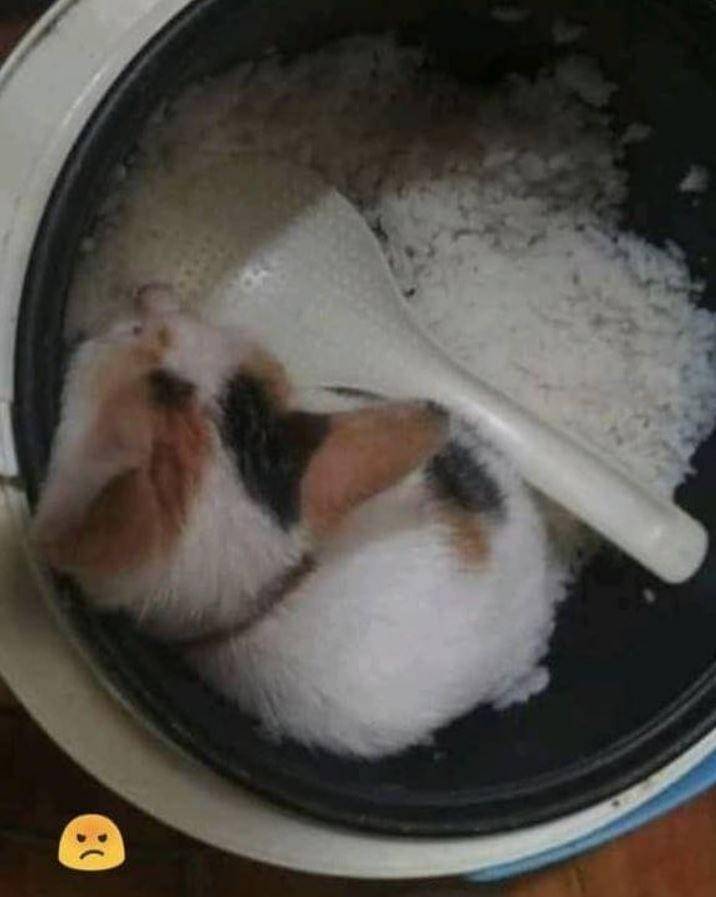 potret apes pemilik kucing (instagram.com/kucinggua)