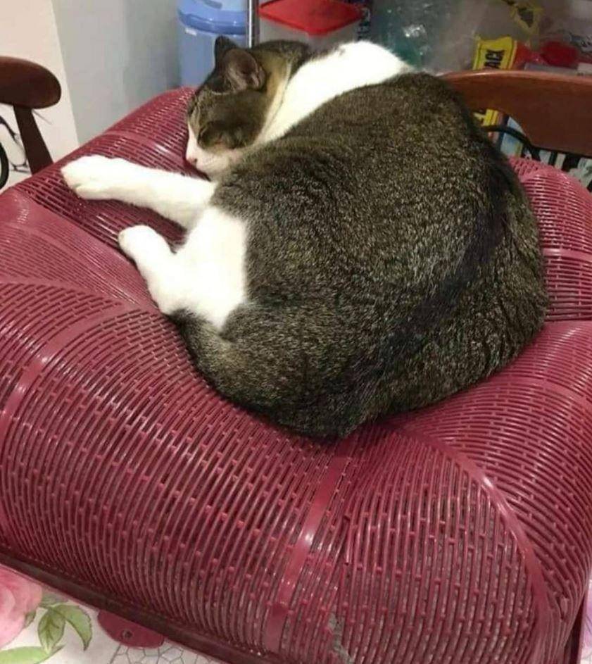 potret apes pemilik kucing (instagram.com/sejay_mantap)