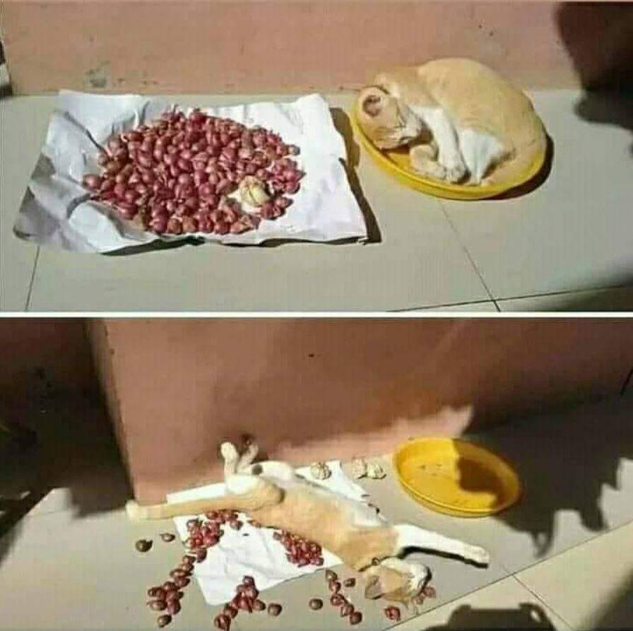 potret apes pemilik kucing (instagram.com/wkwkland_real)