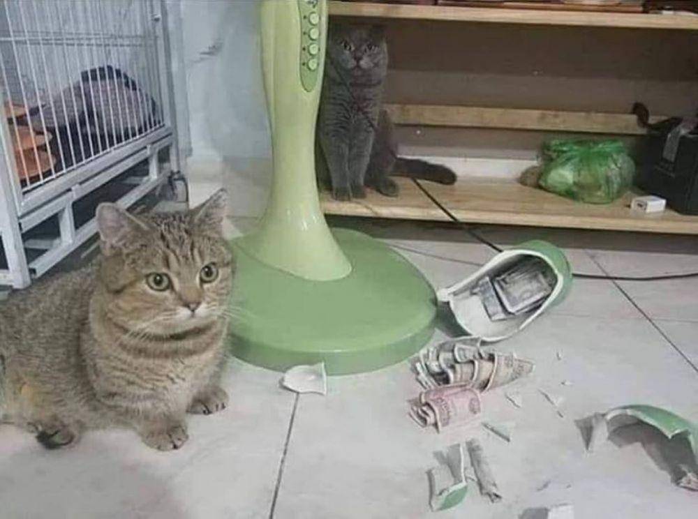 potret apes pemilik kucing (instagram.com/kucinggua)