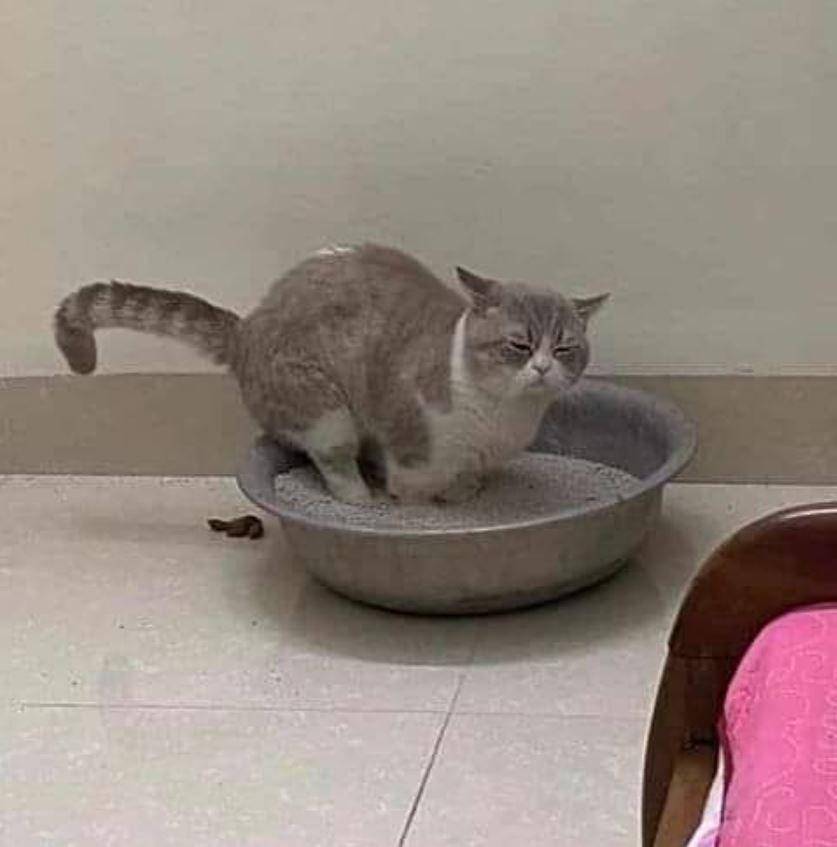 potret apes pemilik kucing (instagram.com/sukijan.id)