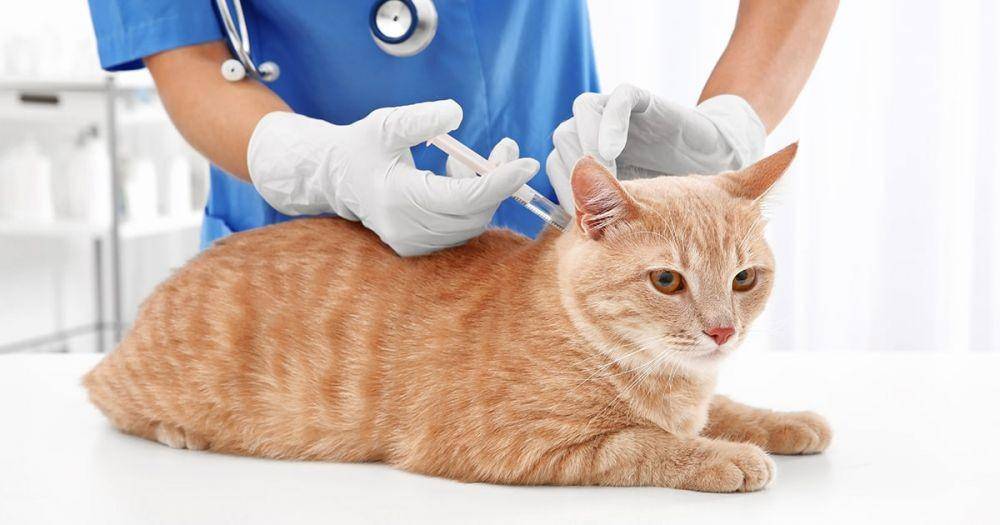 ilustrasi vaksinasi pada kucing (pdsa.org.uk)