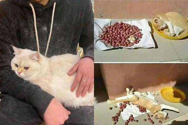 potret apes pemilik kucing (instagram.com/rakyat_plus_62 | instagram.com/wkwkland_real)