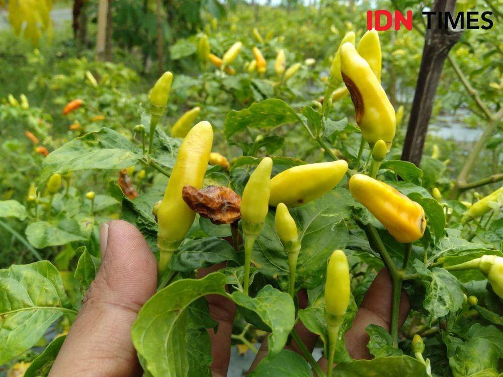 Buah cabai di lahan pasir yang diserang pathek.(IDN Times/Daruwaskita)