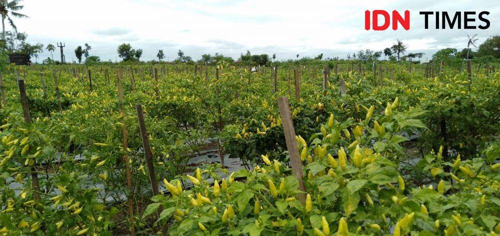 Cabai off season di lahan pasir, Kalurahan Srigading Kapanewon Sanden Bantul.(IDN Times/Daruwaskita)