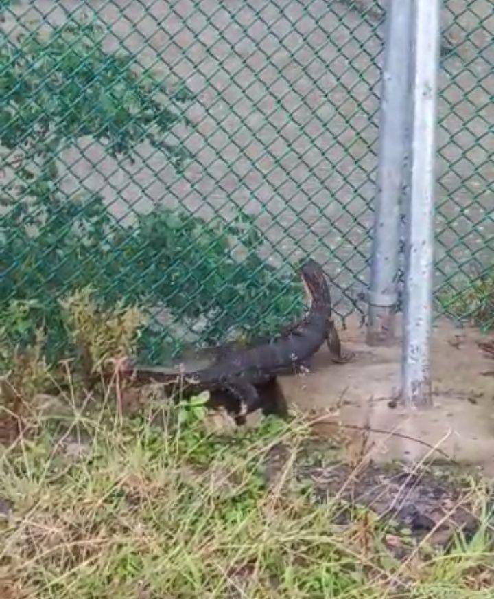 Biawak liar di dalam area Sirkuit Mandalika/dok. Screenshot video tim evakuasi anjing liar