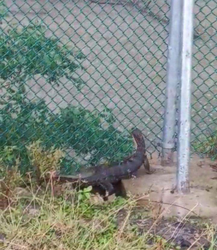 Biawak ditemukan di dalam Sirkuit Mandalika/dok. Screenshot video tim evakuasi anjing liar