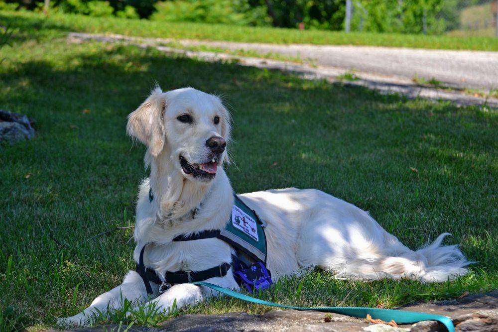 ilustrasi service dog (pixabay.com/CLVann)