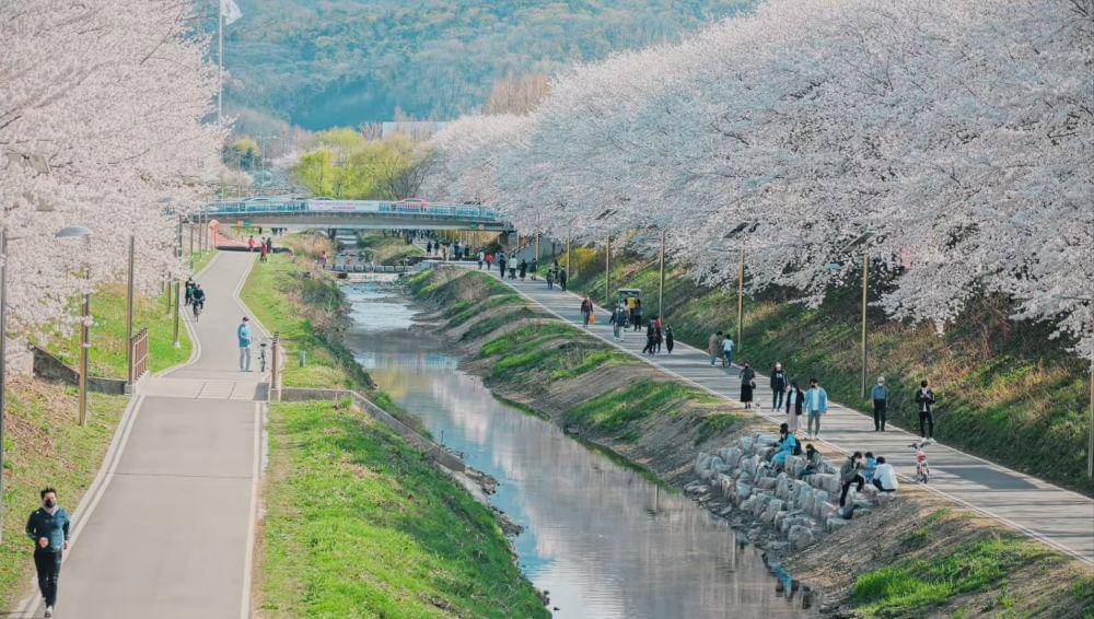 potret bunga sakura (youtube.com/walktogether)