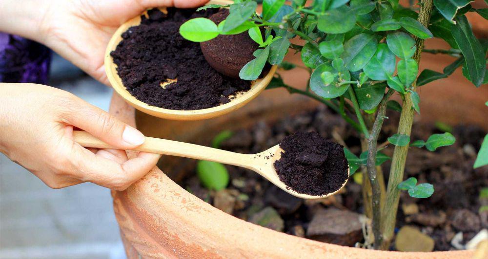 6 Pupuk Alami dari Limbah Dapur, Ada Kulit Pisang sampai Bubuk Kopi