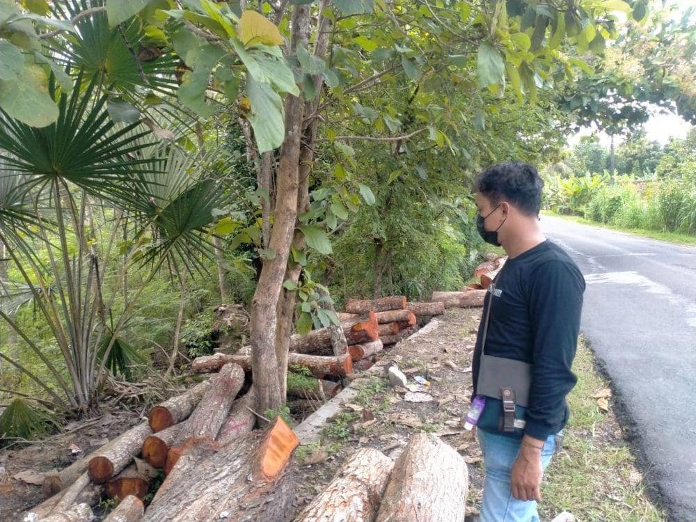 Puluhan Pohon Jati dan Mahoni di Kulon Progo Jadi Sasaran Pencuri