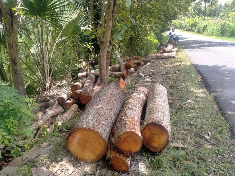 Potongan pohon jati dan mahani yang siap diangkut oleh kawanan pencuri di Kulon Progo.(doc.Humas Polres Kulon Progo)