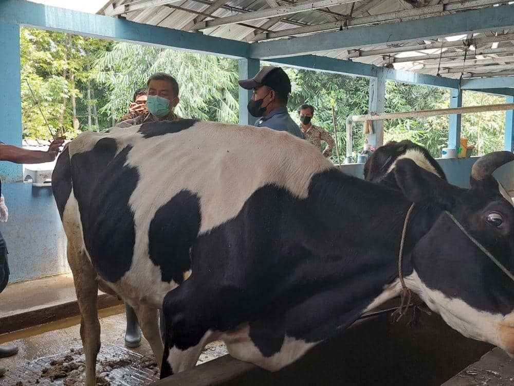 Brokohan Pedhet, Cara Unik Peternak Salatiga Rayakan Kelahiran Anak Sapi