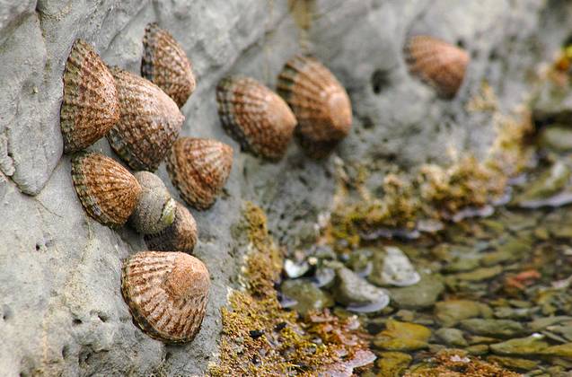 ilustrasi limpet (sciencelearn.org.nz/limpet)