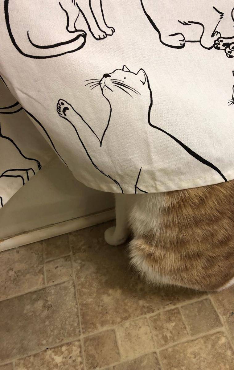momen kebetulan yang tertangkap kamera (imgur.com/user/tigerlovinfool)