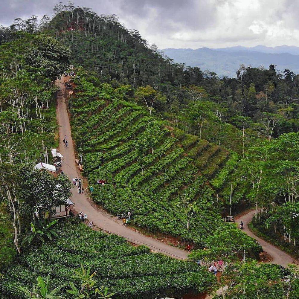 Kebun Teh Nglinggo, Yogyakarta (instagram.com/ojekwisata.jogja)