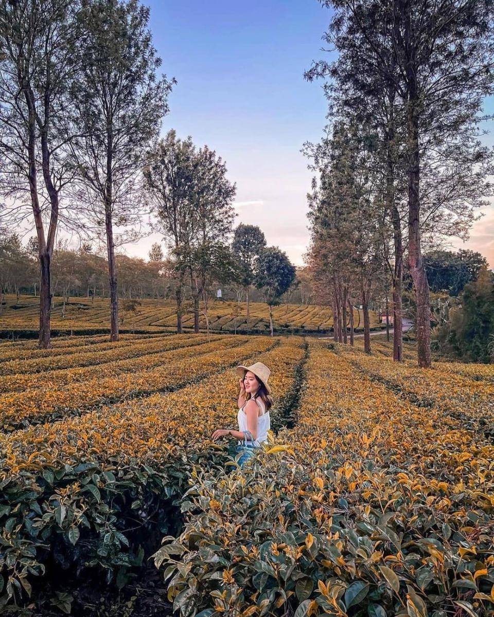 Kebun Teh Wonosari (instagram.com/yoikilawang)