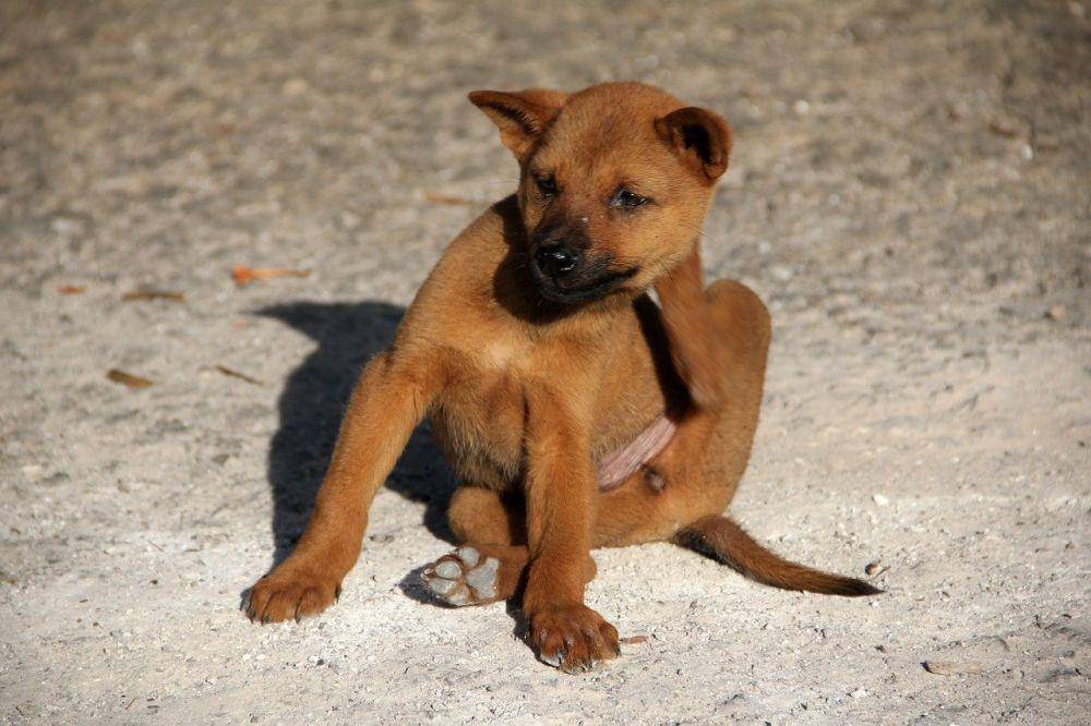 ilustrasi anjing menggaruk kulit karena alergi (pixabay.com/Peggy_Marco)