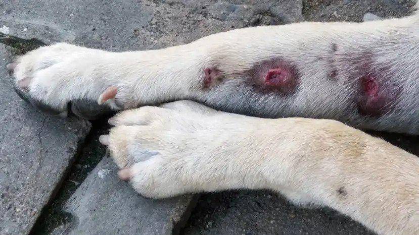 ilustrasi bercak merah pada anjing akibat alergi (smalldoorvet.com)