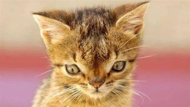Otto, kucing yang diduga alami Down Syndrome (hurriyetdailynews.com)