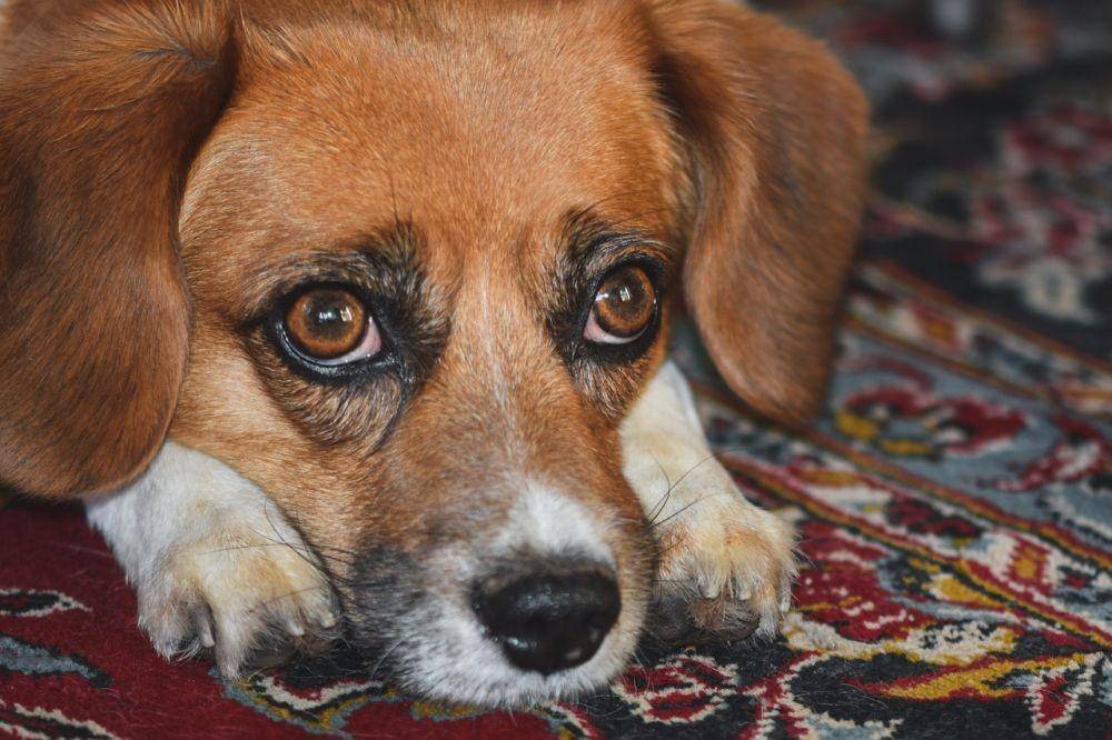 ilustrasi mata anjing memerah karena alergi (pexels.com/Alexas Fotos)