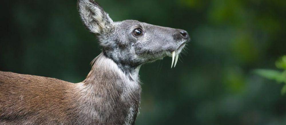 ilustrasi rusa vampir (worlddeer.org)