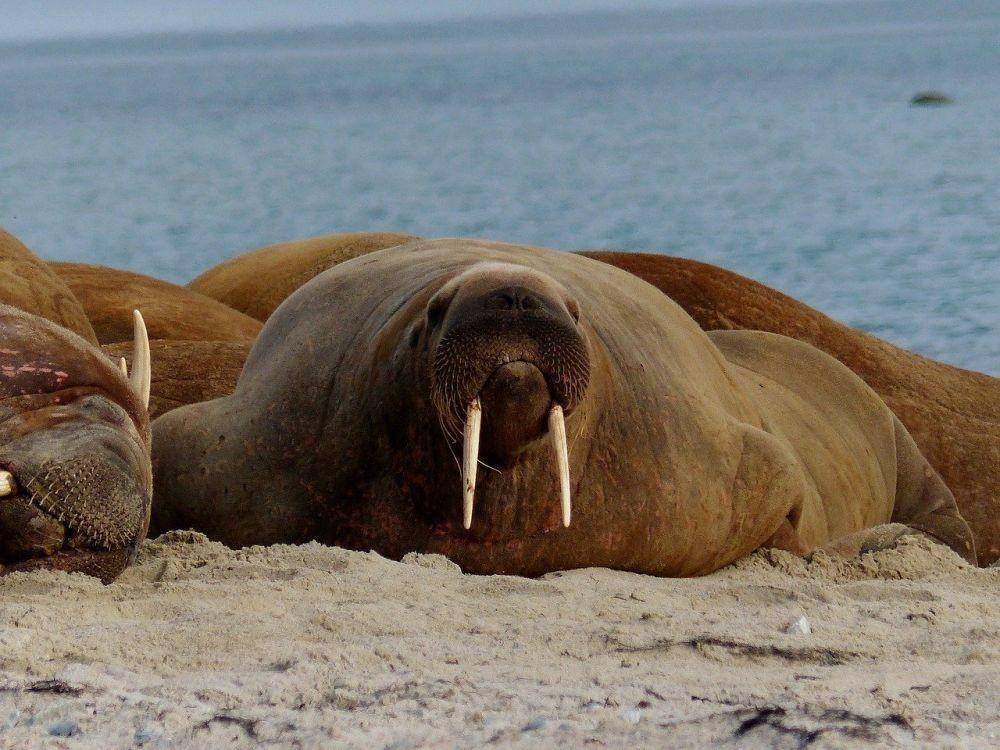 ilustrasi walrus (pixabay.com/Leni8)