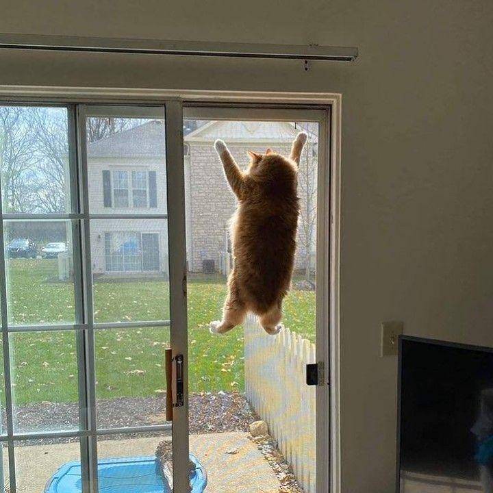 Kucing mode spidercat (via instagram.com/meowed)