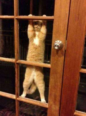 Kucing mode spidercat (via twitter.com/catpic_album)