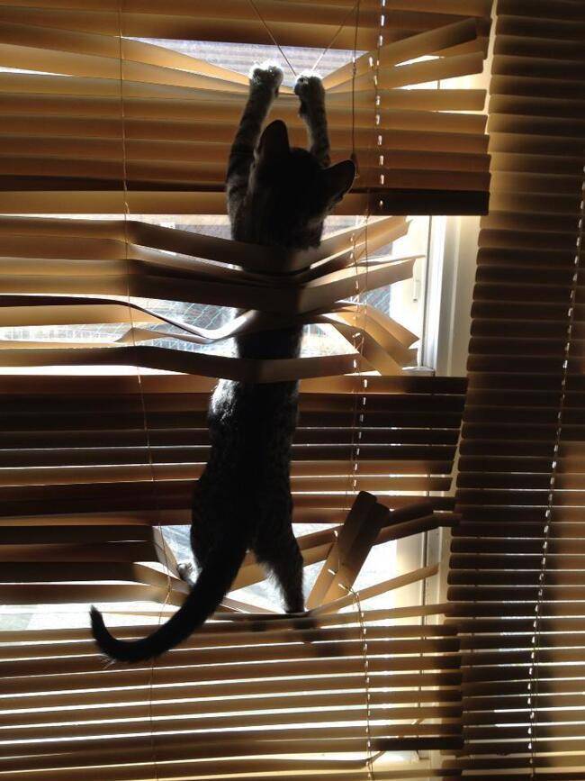 Kucing mode spidercat (via twitter.com/catpic_album)