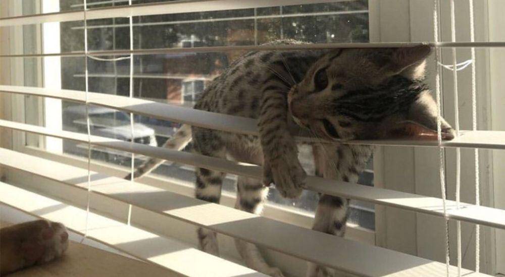 Kucing mode spidercat (via twitter.com/NadirOfc)