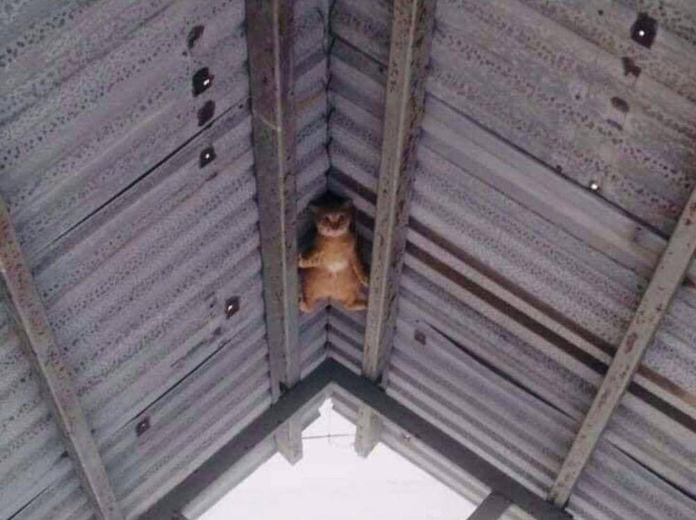 Kucing mode spidercat (via twitter.com/ulat_bulu_bulu/status)