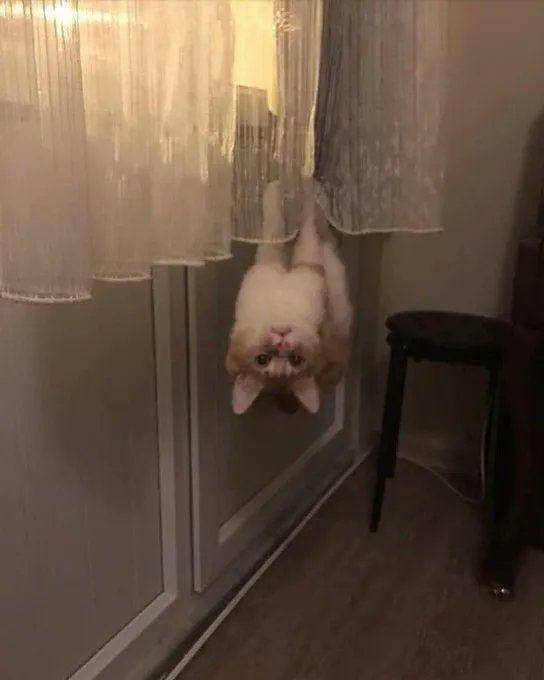 Kucing mode spidercat (via twitter.com/MeowedOfficial)