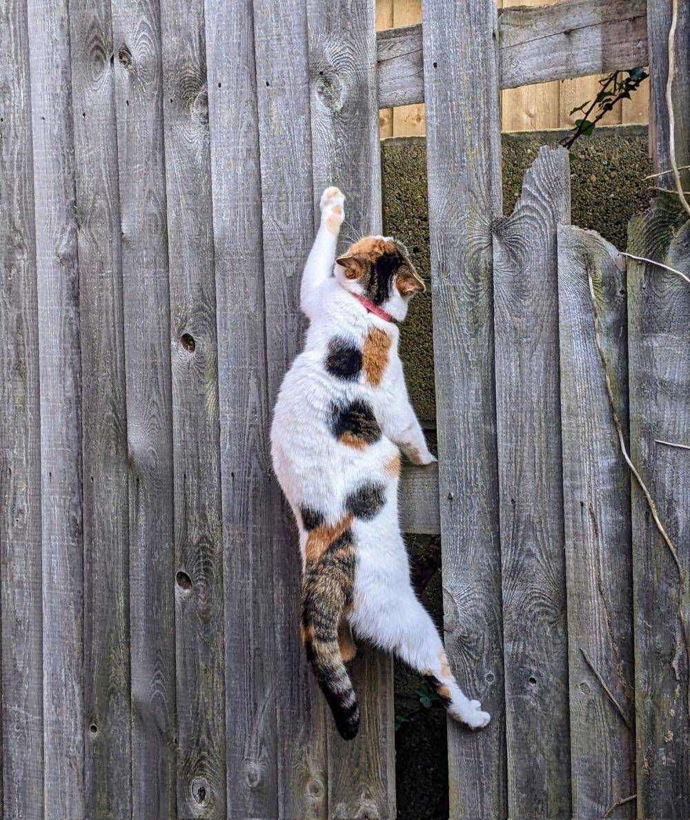 Kucing mode spidercat (via twitter.com/ThequeenThevoi1)