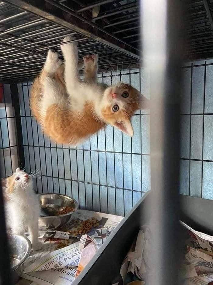 Kucing mode spidercat (via twitter.com/TranslatedCats)